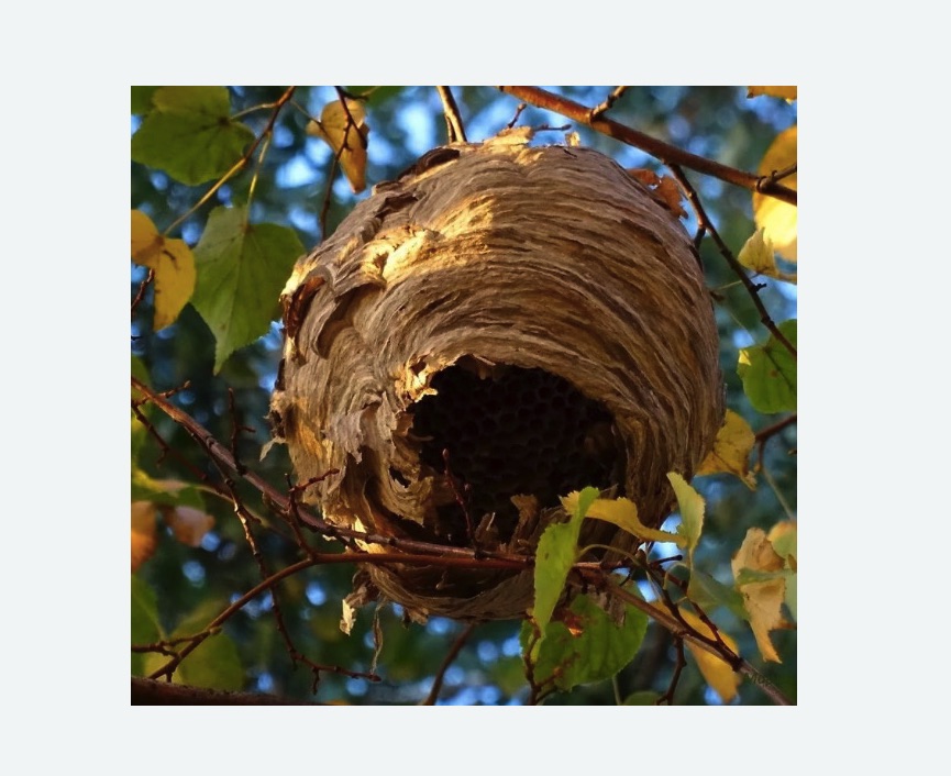 Обработка от шершней Чеховская метро Москвы