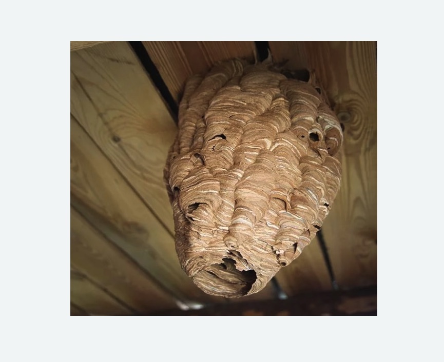 обработка от шершней Чеховская метро Москвы