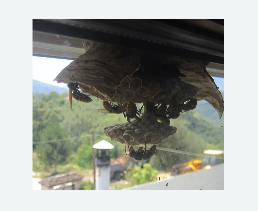 Уничтожение гнёзд шершней Чеховская метро Москвы