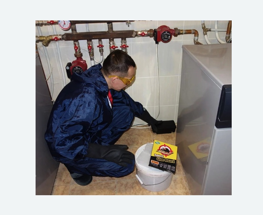 Уничтожение крыс Уничтожение крыс Чеховская метро Москвы