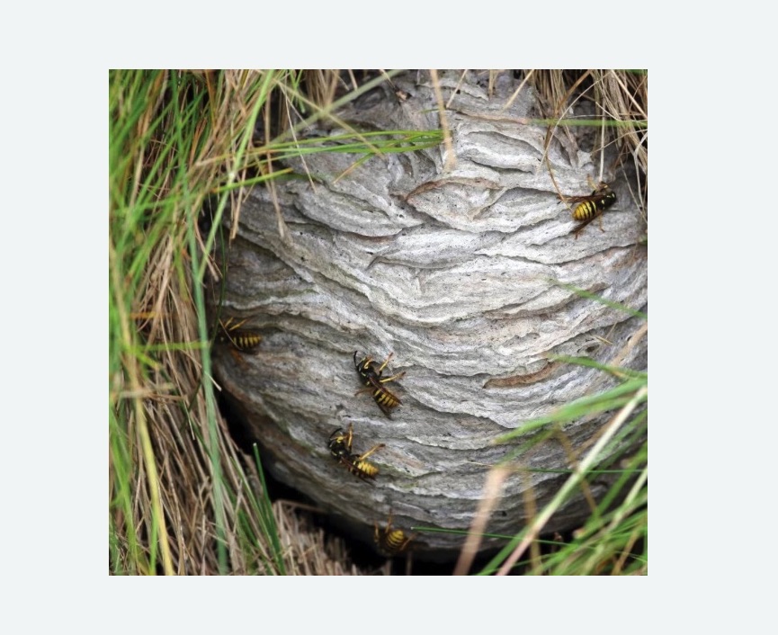 Уничтожение ос и ульев Чеховская метро Москвы